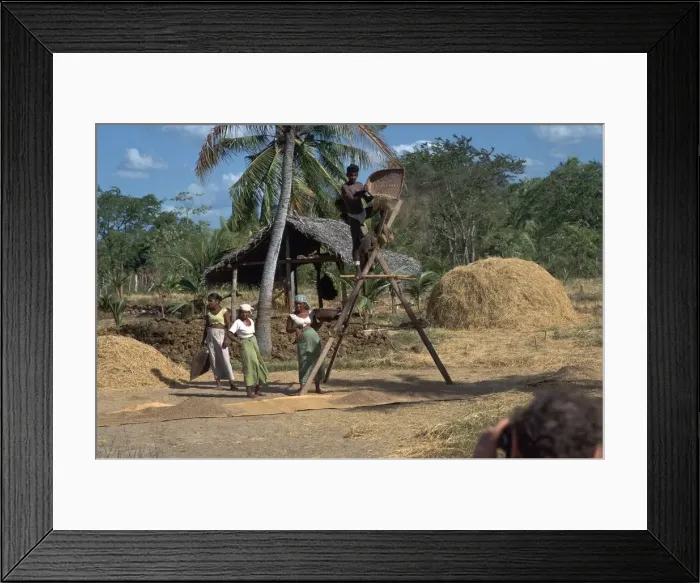 Framed Print : Sri Lankan villagers winnowing rice. Artist: CM Dixon Framed Print : Sri Lankan villagers winnowing rice. Artist: CM Dixon