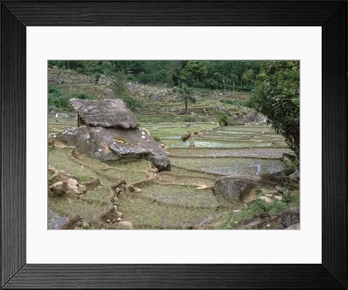 Framed Print : Paddy fields in Sri Lanka. Artist: CM Dixon Framed Print : Paddy fields in Sri Lanka. Artist: CM Dixon