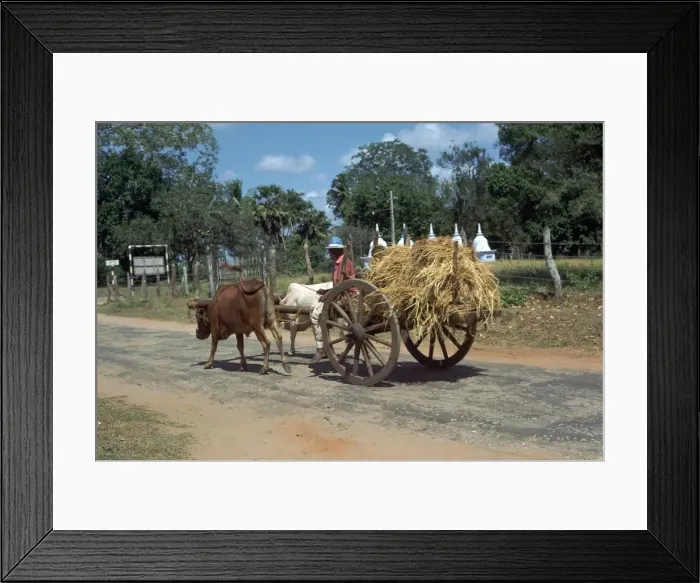 Framed Print : Sri Lankan bullock cart. Artist: CM Dixon Framed Print : Sri Lankan bullock cart. Artist: CM Dixon