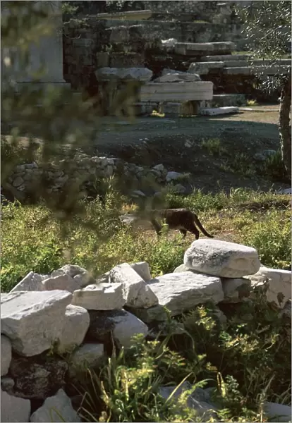 Picture of a cat in Athens