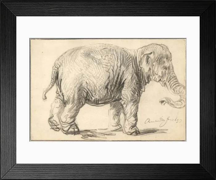 Framed Print : An Elephant, 1637. Artist: Rembrandt van Rhijn (1606-1669) Framed Print : An Elephant, 1637. Artist: Rembrandt van Rhijn (1606-1669)
