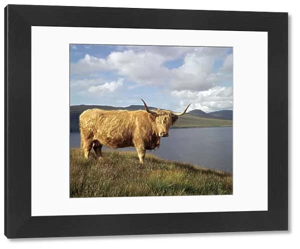 Highland cows on the Isle of Skye