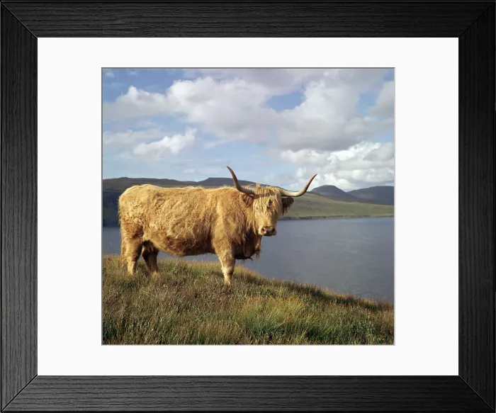 Framed Print : Highland cows on the Isle of Skye Framed Print : Highland cows on the Isle of Skye