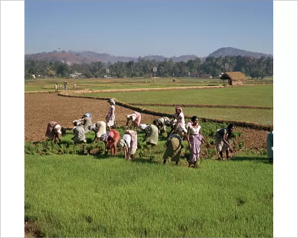 Planting rice in Sri Lanka