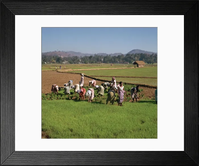 Framed Print : Planting rice in Sri Lanka Framed Print : Planting rice in Sri Lanka