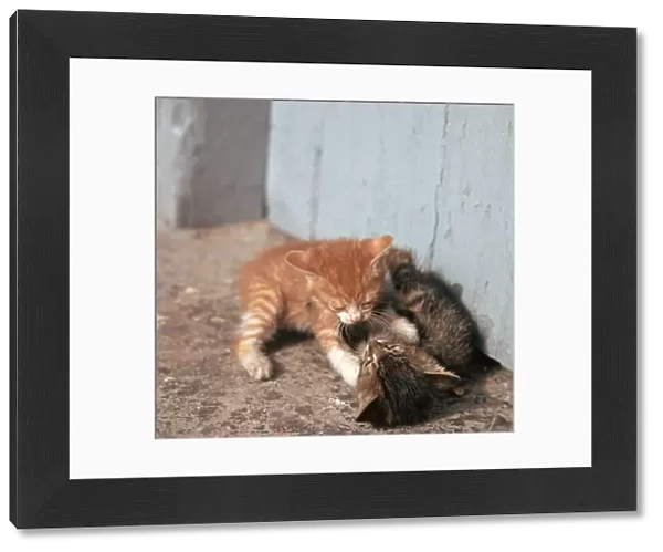 Kittens in Heracleion, Crete