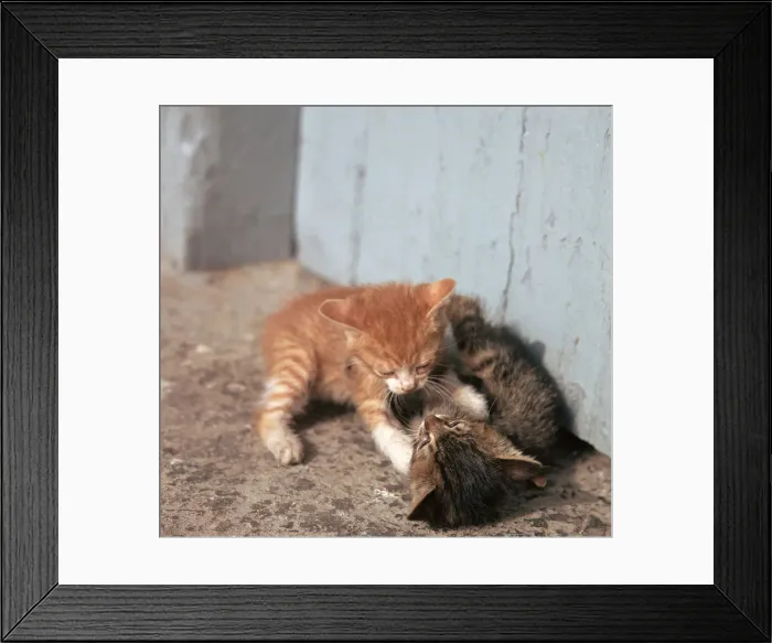 Framed Print : Kittens in Heracleion, Crete Framed Print : Kittens in Heracleion, Crete