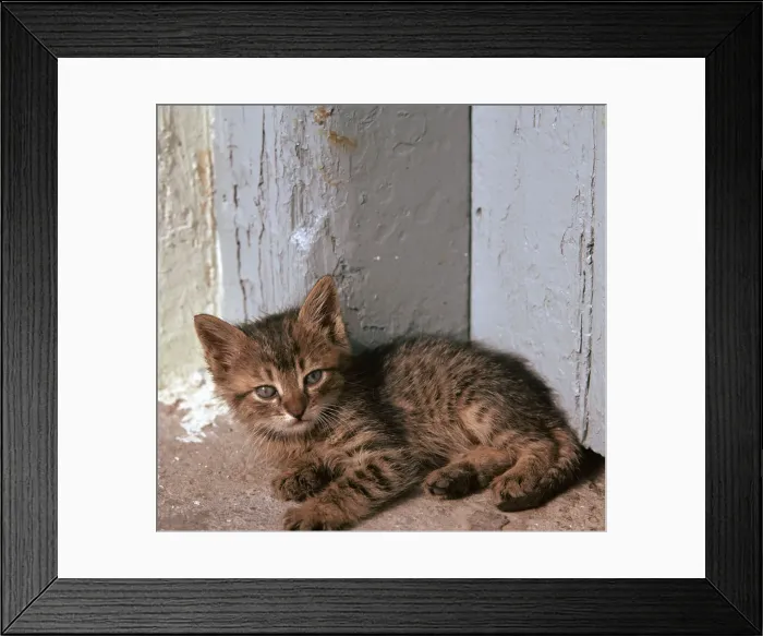 Framed Print : Kitten in Heracleion Framed Print : Kitten in Heracleion