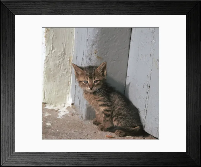 Framed Print : Kitten in Heracleion Framed Print : Kitten in Heracleion