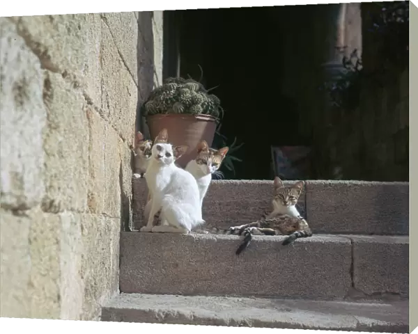 Kittens in Rhodes old town