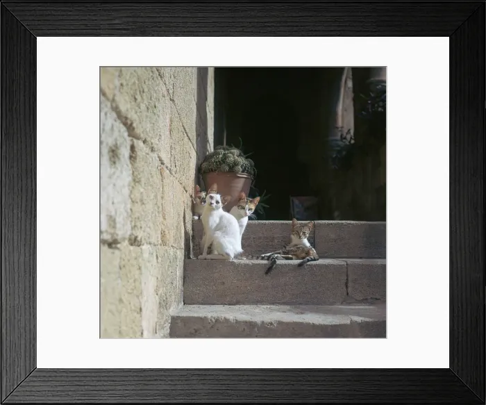 Framed Print : Kittens in Rhodes old town Framed Print : Kittens in Rhodes old town