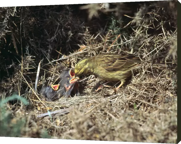 Yellowhammer and a nest
