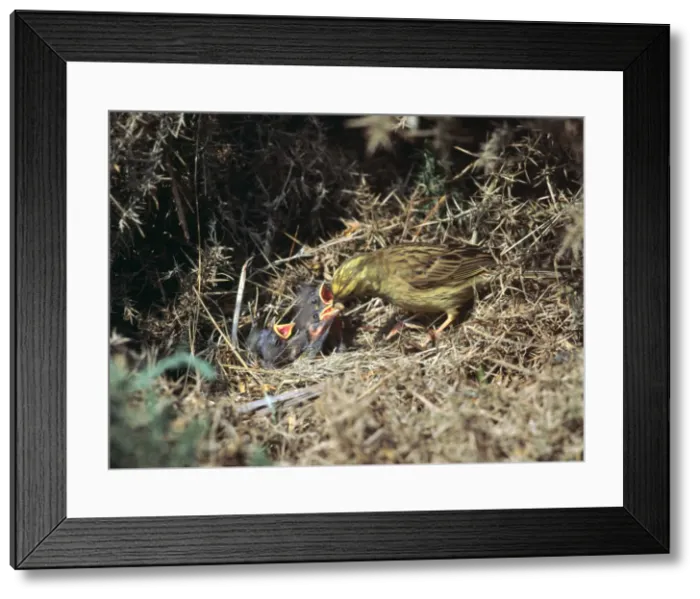 Framed Print : Yellowhammer and a nest Framed Print : Yellowhammer and a nest