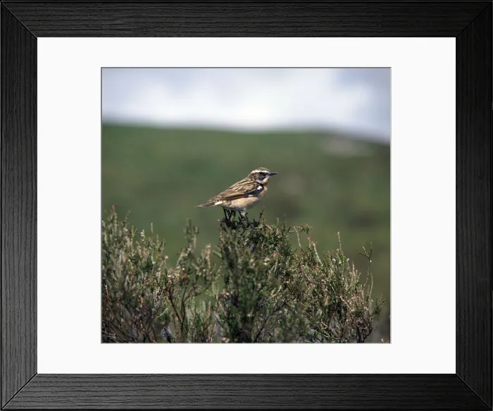 Framed Print : Male Whinchate Framed Print : Male Whinchate