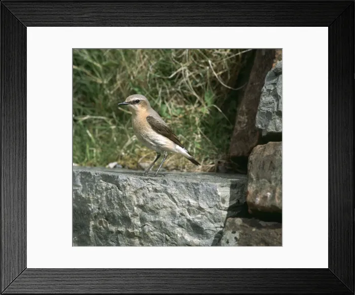 Framed Print : Wheatear (Oenanthe Oenanthe) Framed Print : Wheatear (Oenanthe Oenanthe)