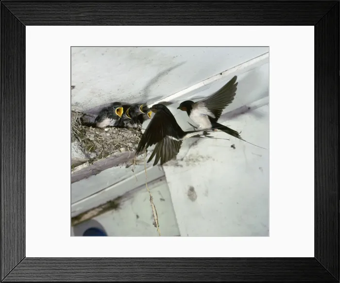 Framed Print : Swallows at a nest Framed Print : Swallows at a nest