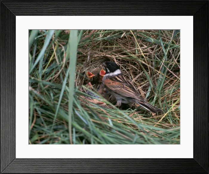 Framed Print : Male Reed Bunting at a nest Framed Print : Male Reed Bunting at a nest
