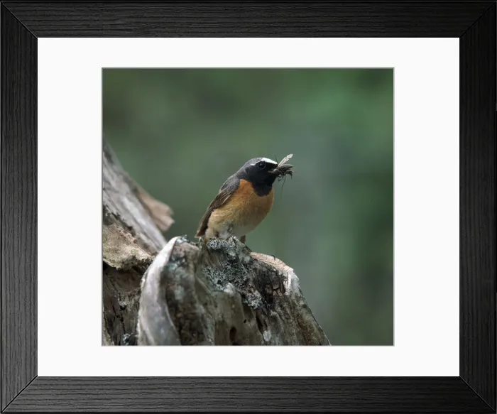 Framed Print : Redstart with insect Framed Print : Redstart with insect
