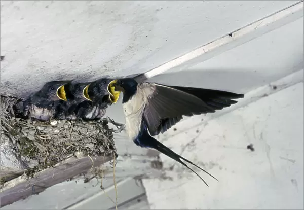 Swallow in flight at the nest