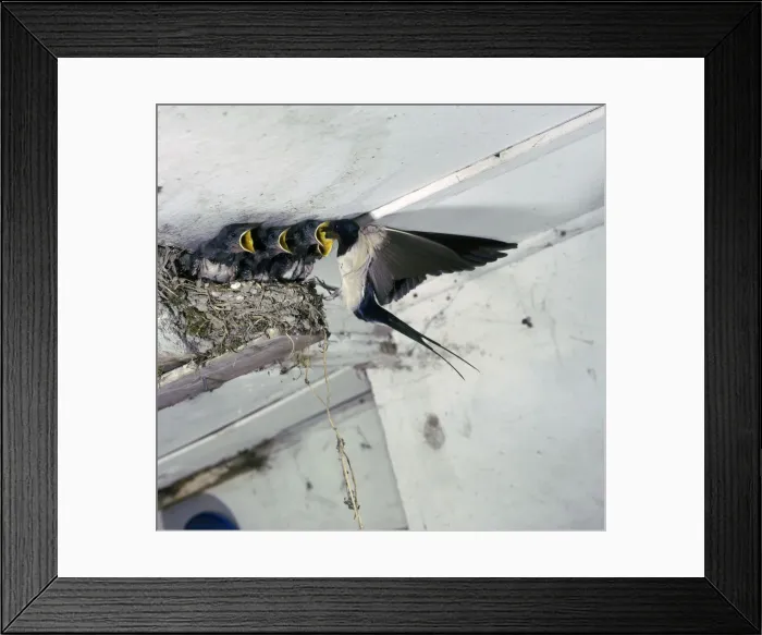 Framed Print : Swallow in flight at the nest Framed Print : Swallow in flight at the nest