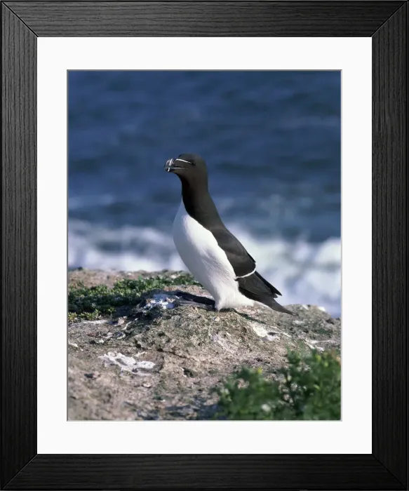 Framed Print : Razorbill (Alca torda) Framed Print : Razorbill (Alca torda)
