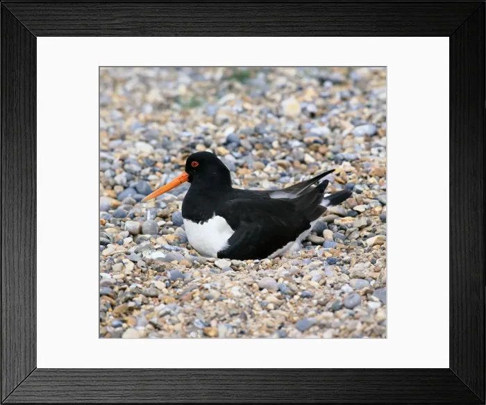 Framed Print : Oystercatcher Framed Print : Oystercatcher