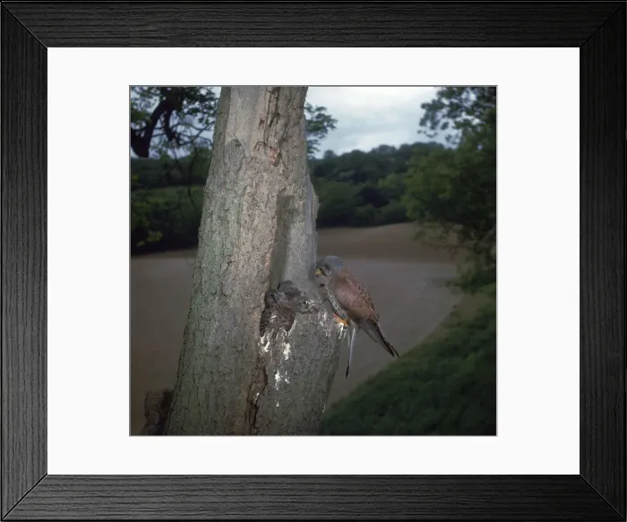 Framed Print : Kestrel at nest Framed Print : Kestrel at nest