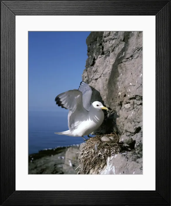 Framed Print : Kittiwake (Rissa tridactyla) Framed Print : Kittiwake (Rissa tridactyla)
