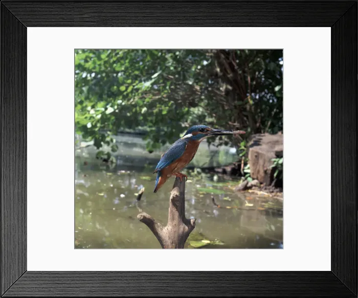 Framed Print : Kingfisher Framed Print : Kingfisher