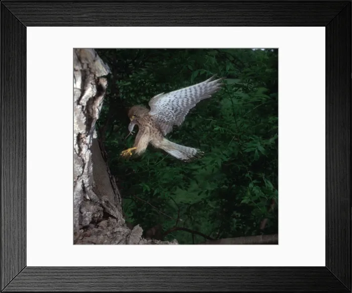 Framed Print : Kestrel with a mouse Framed Print : Kestrel with a mouse