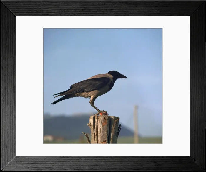 Framed Print : Hooded crow Framed Print : Hooded crow