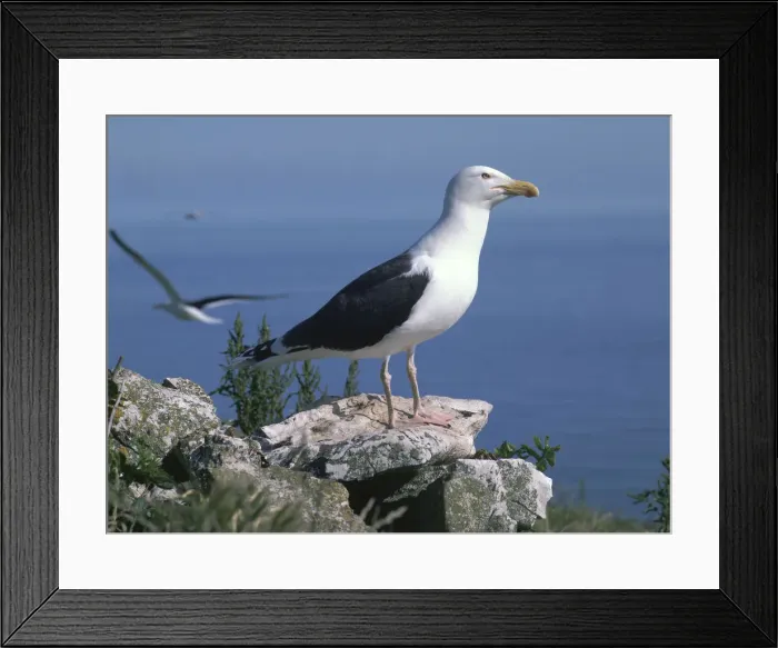 Framed Print : Greater black back gull Framed Print : Greater black back gull