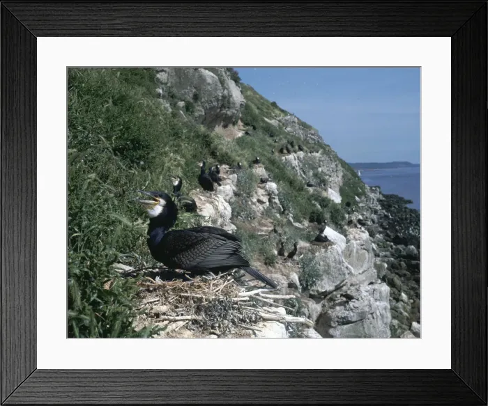 Framed Print : Cormorant. A cormorant (Phalaerocorax carbo) Framed Print : Cormorant. A cormorant (Phalaerocorax carbo)