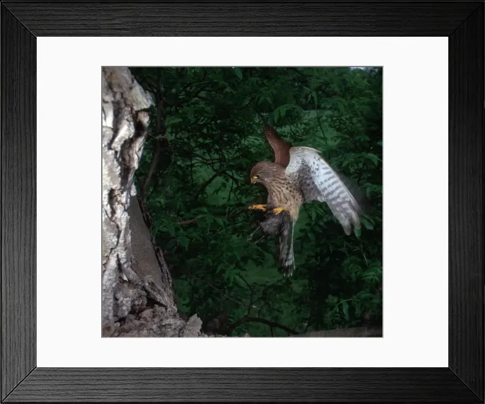 Framed Print : Kestrel in flight Framed Print : Kestrel in flight