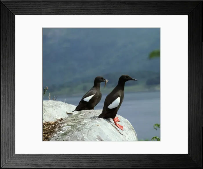 Framed Print : Black guillemot Framed Print : Black guillemot