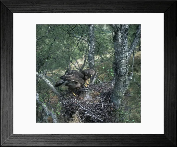 Framed Print : Pair of buzzards on the nest Framed Print : Pair of buzzards on the nest