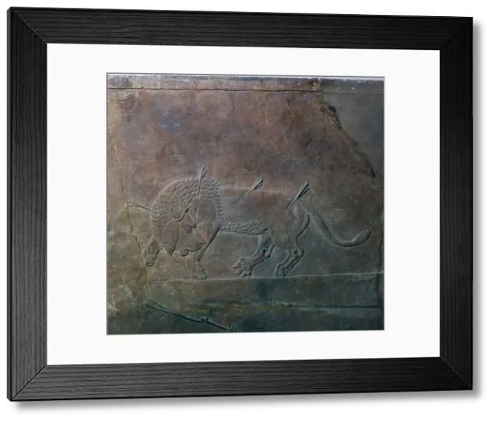 Framed Print : Assyrian relief of a wounded lion from Ashurbanipal, 7th century Framed Print : Assyrian relief of a wounded lion from Ashurbanipal, 7th century