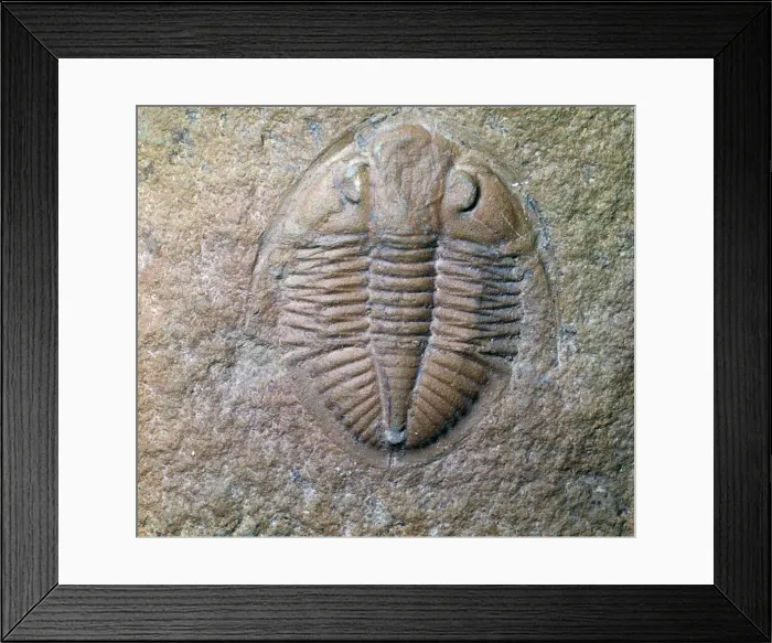 Framed Print : Fossil trilobite Framed Print : Fossil trilobite