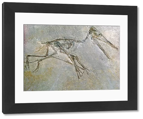 Fossil skeleton of a Pteradactyl