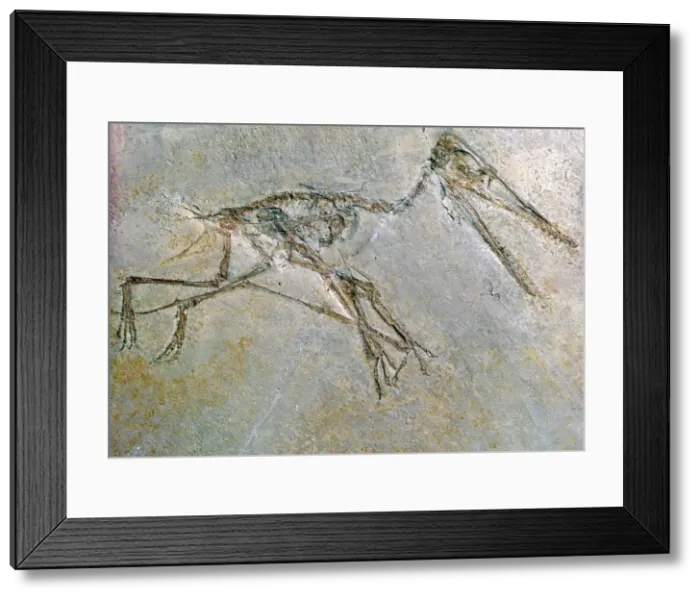 Framed Print : Fossil skeleton of a Pteradactyl Framed Print : Fossil skeleton of a Pteradactyl