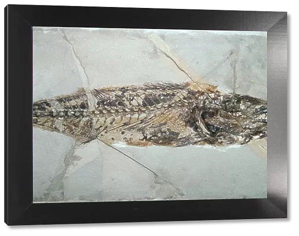 Fossil of Cybium Speciosum