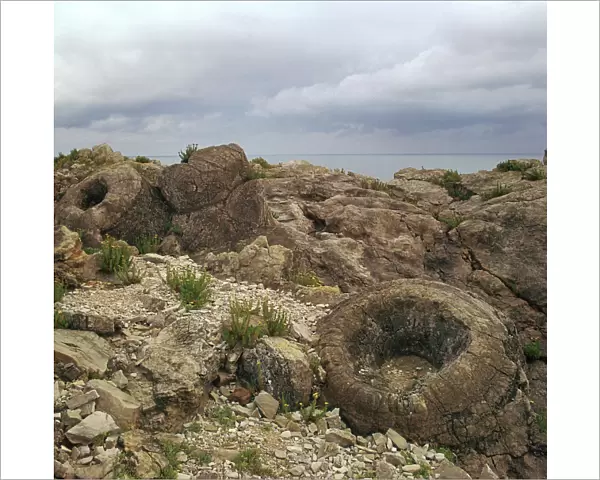 Fossil forest in Dorset