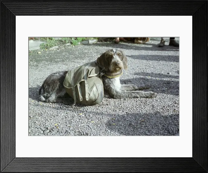 Framed Print : Lapp dog with panniers Framed Print : Lapp dog with panniers