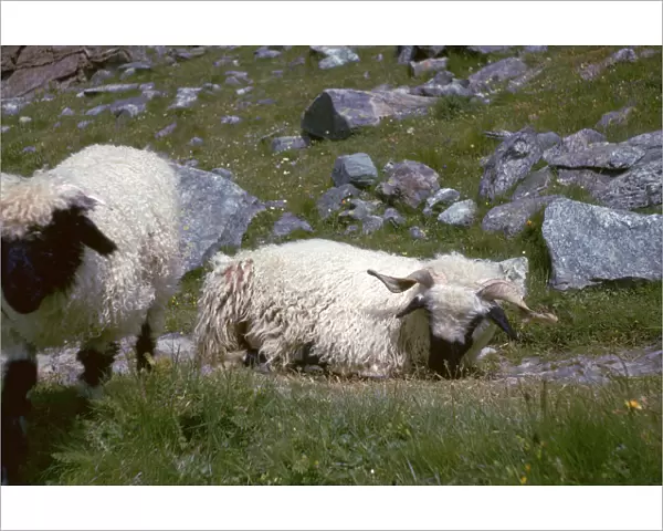 Mountain sheep in Switzerland
