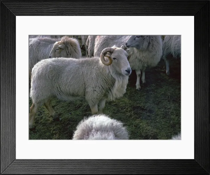 Framed Print : Welsh Mountain ram Framed Print : Welsh Mountain ram