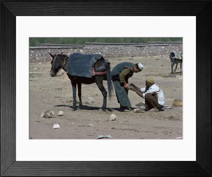 Framed Print : Shoeing of a mule at the Berber market south of Marrakech Framed Print : Shoeing of a mule at the Berber market south of Marrakech