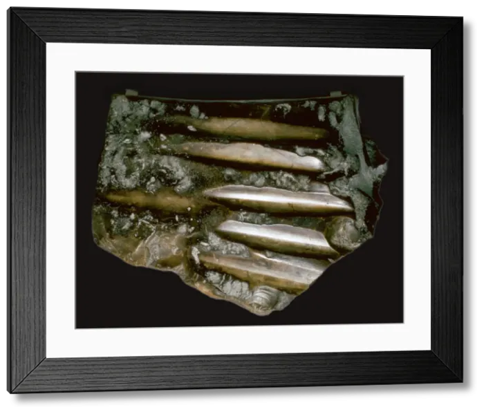 Framed Print : Flint polishing stone from Neolithic France Framed Print : Flint polishing stone from Neolithic France