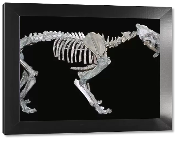 Fossil skeleton of a sabre-toothed tiger