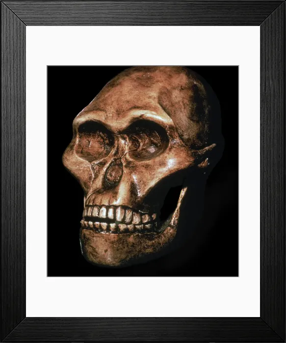 Framed Print : Skull of Australopithecus Africanus Framed Print : Skull of Australopithecus Africanus