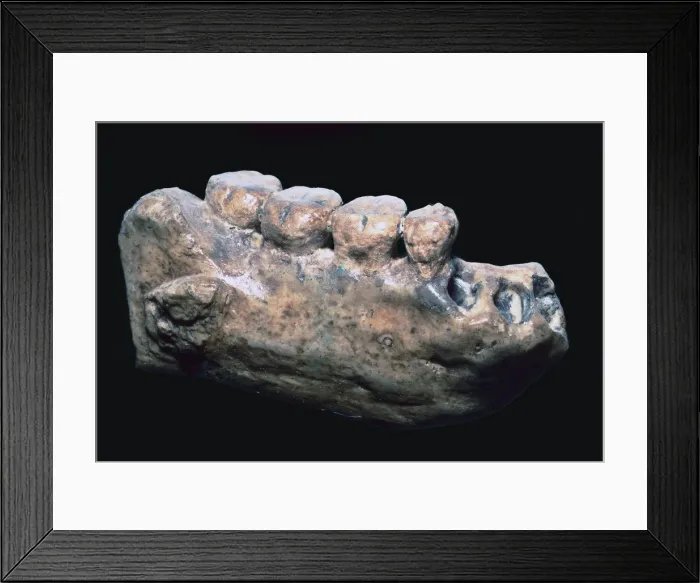 Framed Print : Jaw and teeth of Java Man Framed Print : Jaw and teeth of Java Man